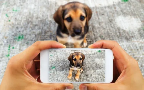 Impulsan la creación de una aplicación para usar en caso de pérdida o hallazgo de mascotas