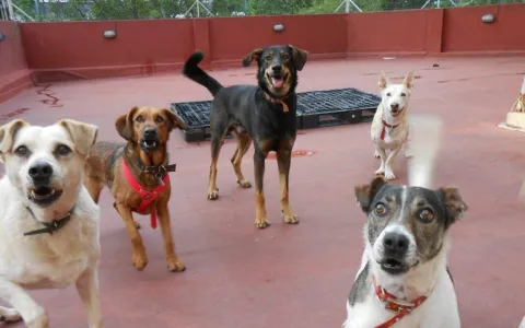 Aprobaron la creación de un registro de guarderías de animales de compañía