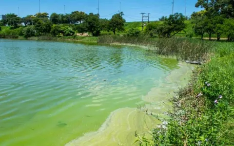 Piden informes técnicos sobre las condiciones del Lago del Parque del Sur