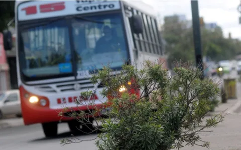 Disponen que la Línea 15 restablezca recorridos y frecuencias en Barrio Yapeyú y Loyola Norte