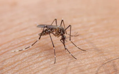 El Concejo de Santa Fe se sumó al pedido de la vacuna contra el dengue
